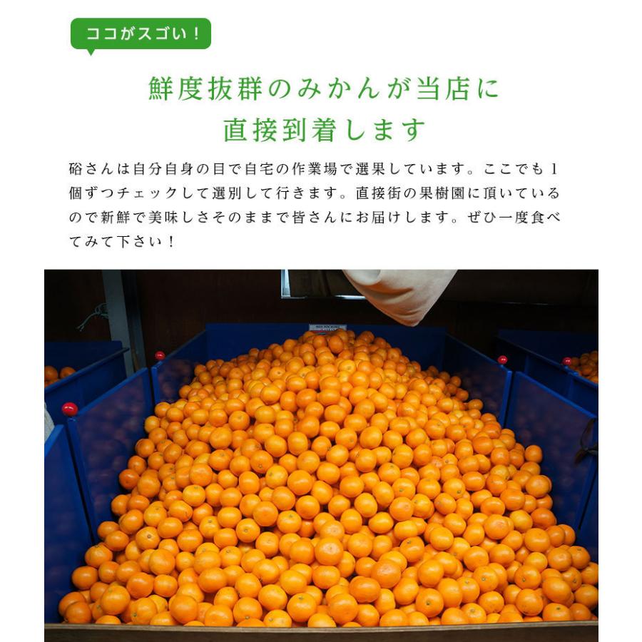 送料無料 和歌山県産下津 硲 みかん Lサイズ 約10kg 和歌山 10kg