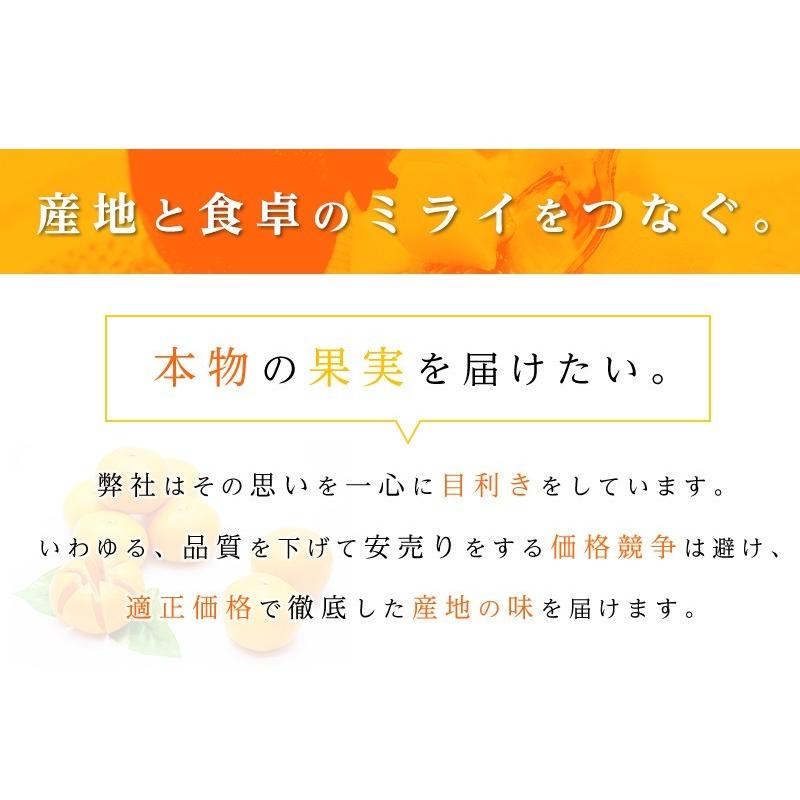 送料無料 愛媛県産 甘 平 かん ぺい 8-13玉 約2.5kg かんぺいみかん 甘