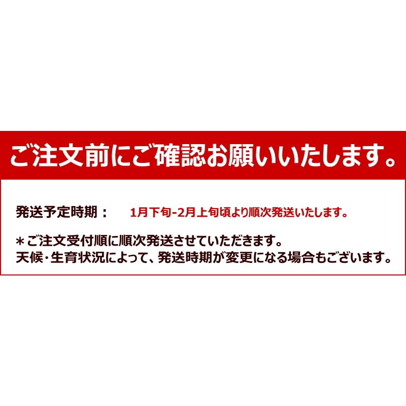 送料無料 愛媛県産 甘 平 かん ぺい 8-13玉 約2.5kg かんぺいみかん 甘