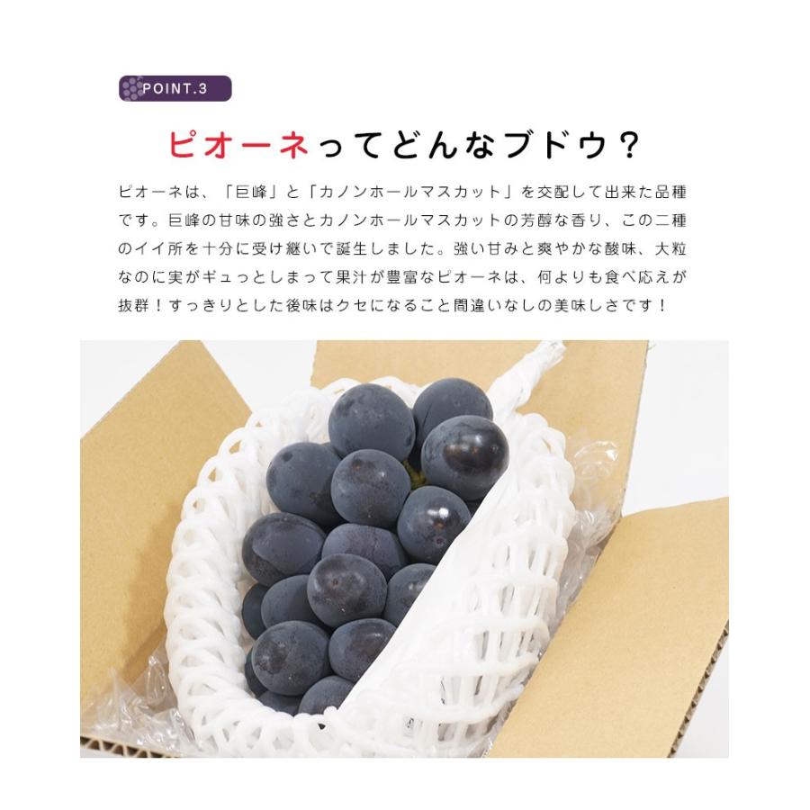 送料無料 岡山 山梨県産 種なしピオーネ 1房 約500g ぶどう 種無し 黒