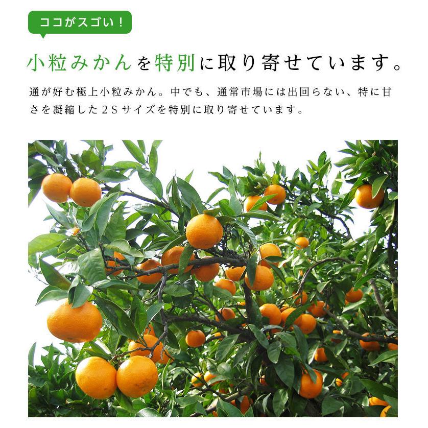 みかん 味っ子みかん 長崎 西海 2S 約1kg 高糖度 小粒 小玉 ミカン 味