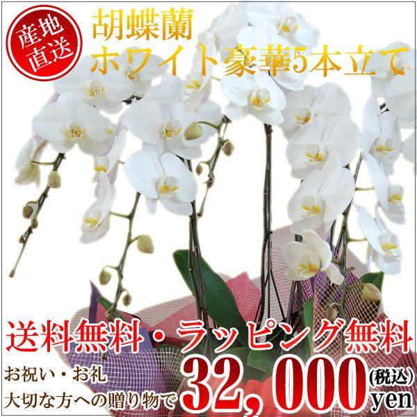 胡蝶蘭　コチョウラン　豪華5本立てホワイト　L　/胡蝶蘭/こちょうらん/コチョウラン | 