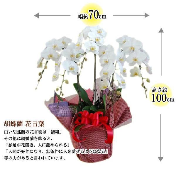 胡蝶蘭　コチョウラン　豪華5本立てホワイト　L　/胡蝶蘭/こちょうらん/コチョウラン |  | 01
