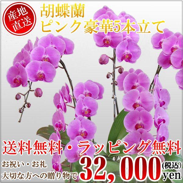 胡蝶蘭　コチョウラン　豪華5本立てピンク　L　/胡蝶蘭/こちょうらん/コチョウラン | 
