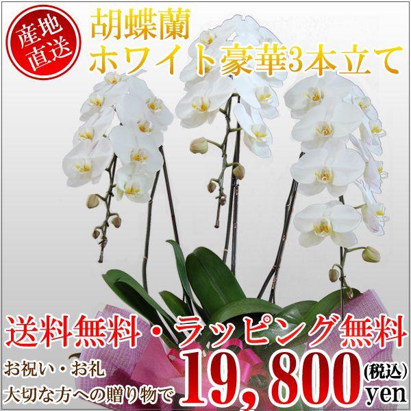 胡蝶蘭　コチョウラン　豪華3本立てホワイト　L　/胡蝶蘭/こちょうらん/コチョウラン | 