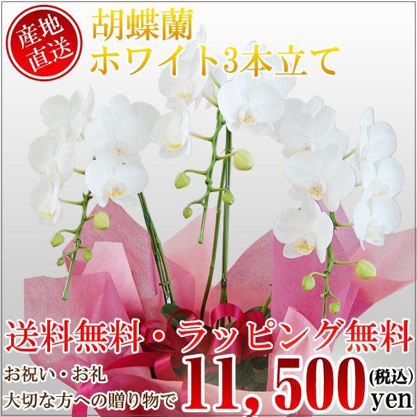 胡蝶蘭　コチョウラン　3本立　白系　ミニ　　　/胡蝶蘭/こちょうらん/コチョウラン | 
