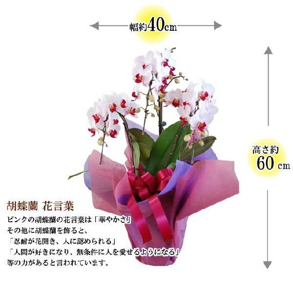 胡蝶蘭　コチョウラン　3本立　薄ピンク系　ミニ　/胡蝶蘭/こちょうらん/コチョウラン |  | 01