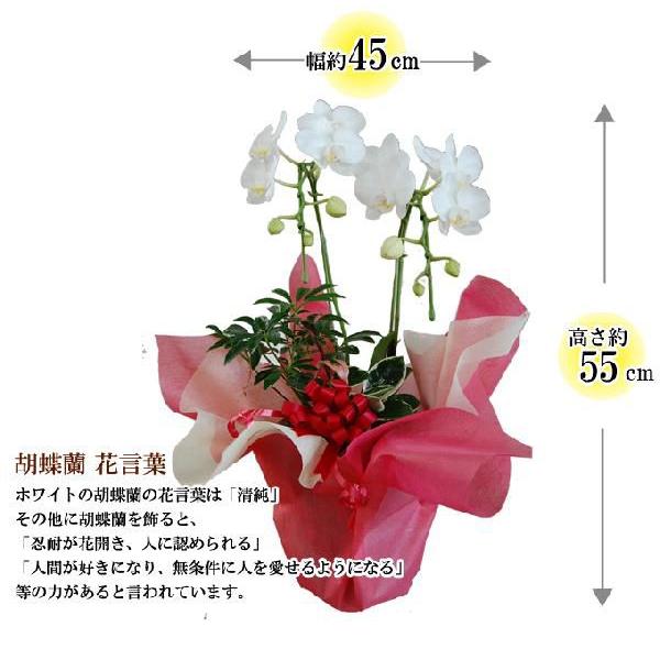 胡蝶蘭　コチョウラン　2本立・アレンジ　白系　ミニ　/胡蝶蘭/こちょうらん/コチョウラン |  | 01