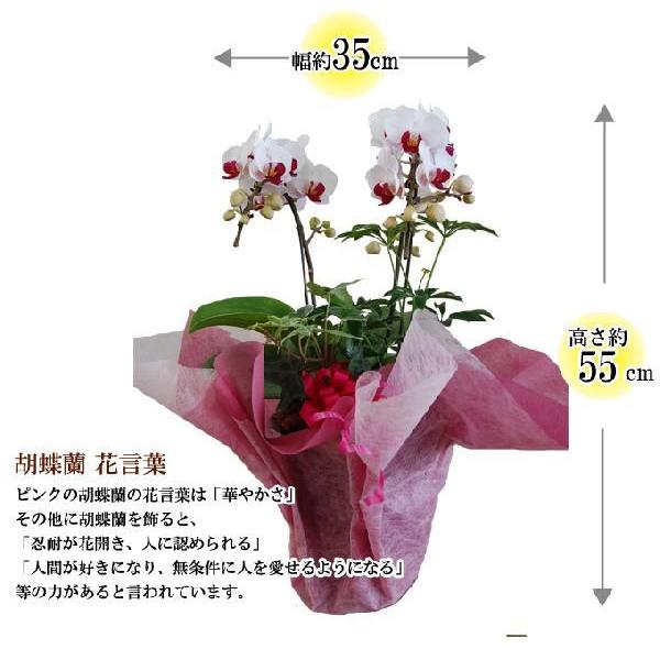 胡蝶蘭　コチョウラン　2本立・アレンジ　薄ピンク系　ミニ　/胡蝶蘭/こちょうらん/コチョウラン　　 |  | 01