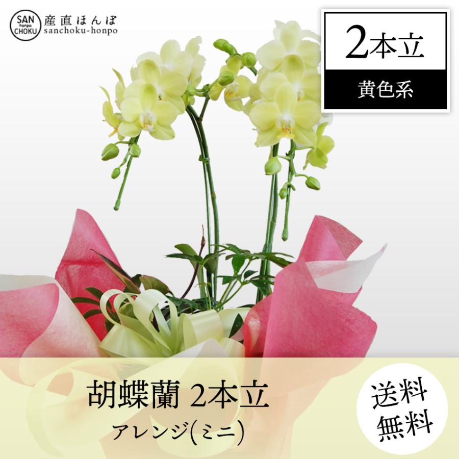 胡蝶蘭　コチョウラン　2本立・アレンジ　黄色系　ミニ　/胡蝶蘭/こちょうらん/コチョウラン　 | 