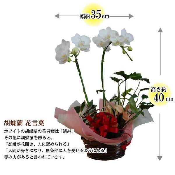 胡蝶蘭　コチョウラン　2本立・パケット・アレンジ　白系　ミニ　/胡蝶蘭/こちょうらん/コチョウラン |  | 01