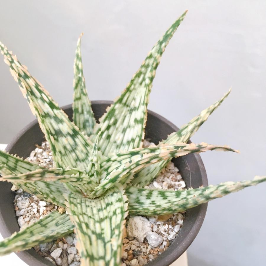 模様が美しいアロエ スーパースノーホワイト Aloe Super Snowwhite Madka 通販 Yahoo ショッピング