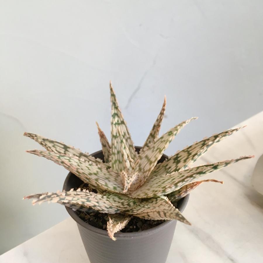 模様が美しいアロエ スーパースノーホワイト Aloe Super Snowwhite Madka 通販 Yahoo ショッピング