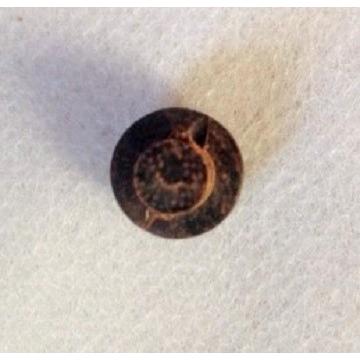 ウッドボタン　10mm マッシュルーム　S ブラウン |  | 01