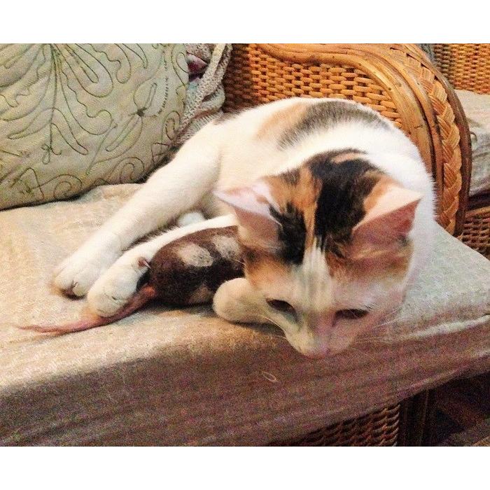 ねこ　おもちゃ　ねずみ　 |  | 02