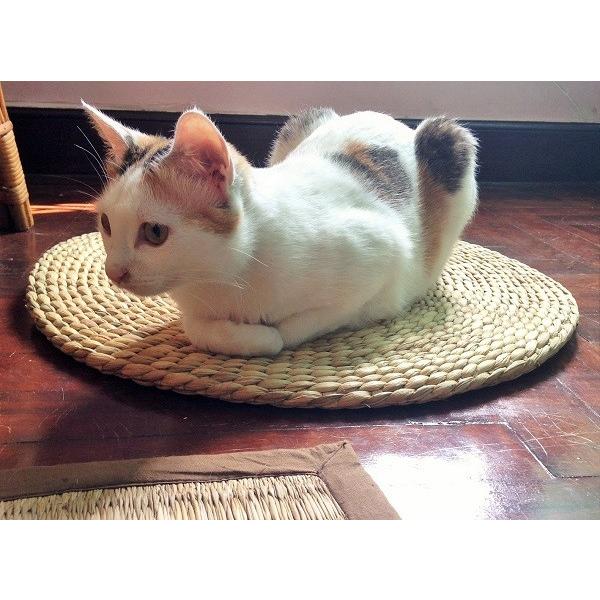 ねこ　マット |  | 02