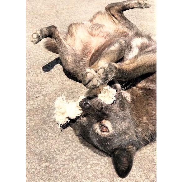 100％コットンロープ　おもちゃ　犬猫用　トイ　 |  | 01