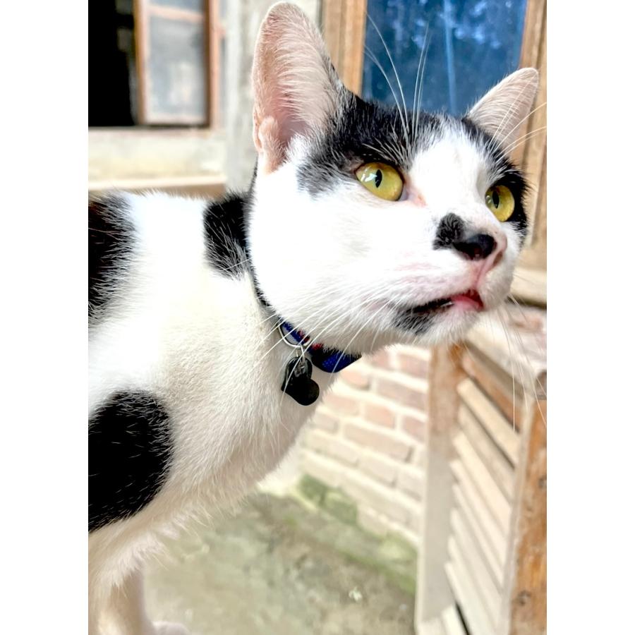 犬/ 猫　首輪チャーム　アクセサリー　2色3種　足あと　ハート　犬用　猫用 |  | 05