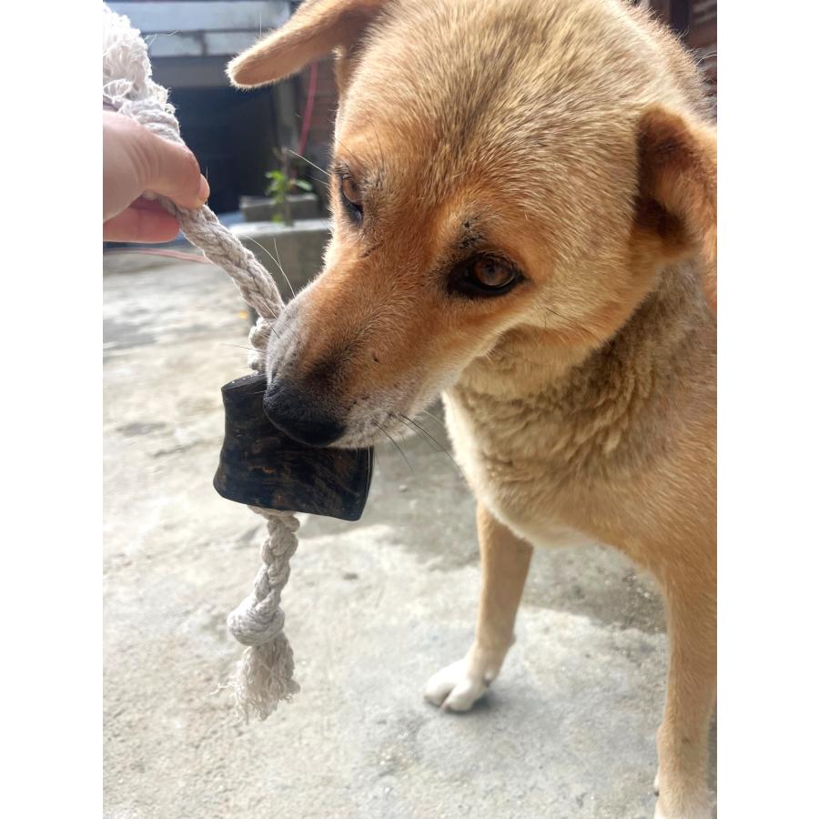 犬用　100%天然素材コットン&ホーン付きロープ　おもちゃ　オーガニック　デンタルケア　ドッグトイ　犬用　 |  | 01