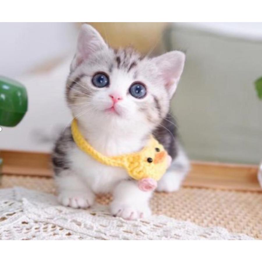 パラコード 2mm 30m カラフル ひも テント ロープ 耐荷重 90kg キャンプ アウトドア サバイバル キーホルダー ブレスレット 首輪 などに |  | 86