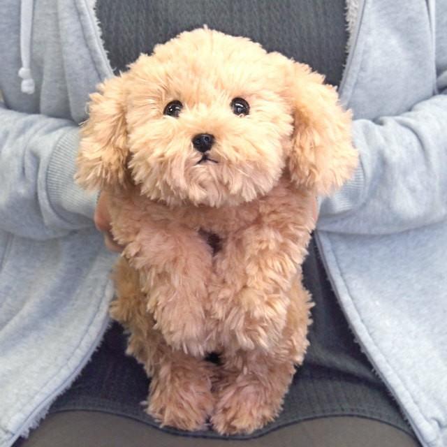 リアルな癒し系 犬のぬいぐるみ ひざわんこ トイプードル ベージュ Sl メッチェン洋品雑貨店 通販 Yahoo ショッピング