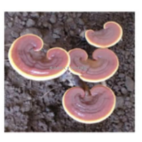 サルノコシカケ 霊芝 サプリ その他サプリメント の商品一覧 サプリメント ダイエット 健康 通販 Yahoo ショッピング