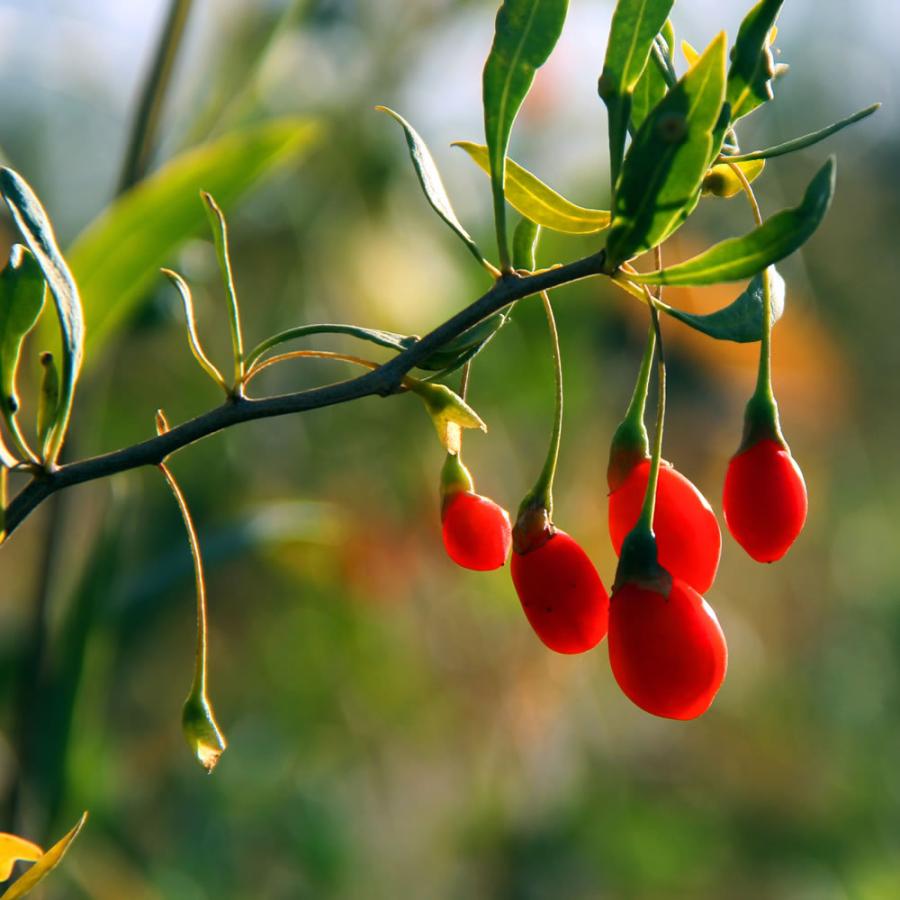 クコの実 ゴジベリー 1kg 中国産 業務用 枸杞 スーパーフード 送料無料 ドライフルーツ 乾燥 無添加 枸杞 枸杞子 Goji Berry |  | 02