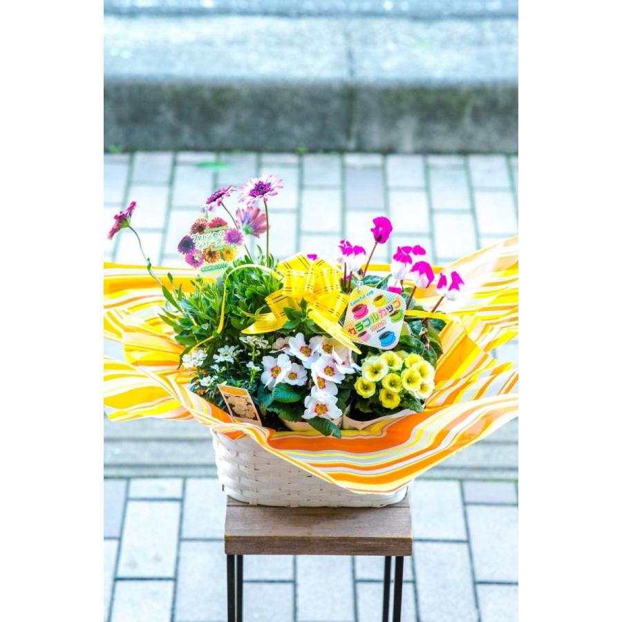 母の日 お任せ種類でバスケットに鉢花が綺麗に寄せ植えされているのでそのまま飾るだけ 鉢 プランター 季節のおまかせ寄せ鉢 鉢花 鉢花 季節のおまかせ寄せ鉢 3 5 ギフト Mサイズ