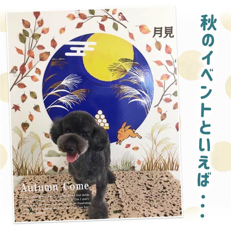 ウォールステッカー 十五夜 お月見 秋 紅葉 【お月見フォトブースセット】 はがせる 壁 シール ステッカー 壁紙 大きい 飾り 飾りつけ 受注印刷 |  | 01