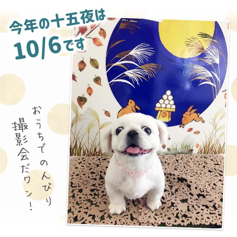 ウォールステッカー 十五夜 お月見 秋 紅葉 はがせる 壁 シール ステッカー 壁紙 大きい 飾り 飾りつけ 植物 木 葉 草 花 月 うさぎ ハロウィン 受注印刷 |  | 04