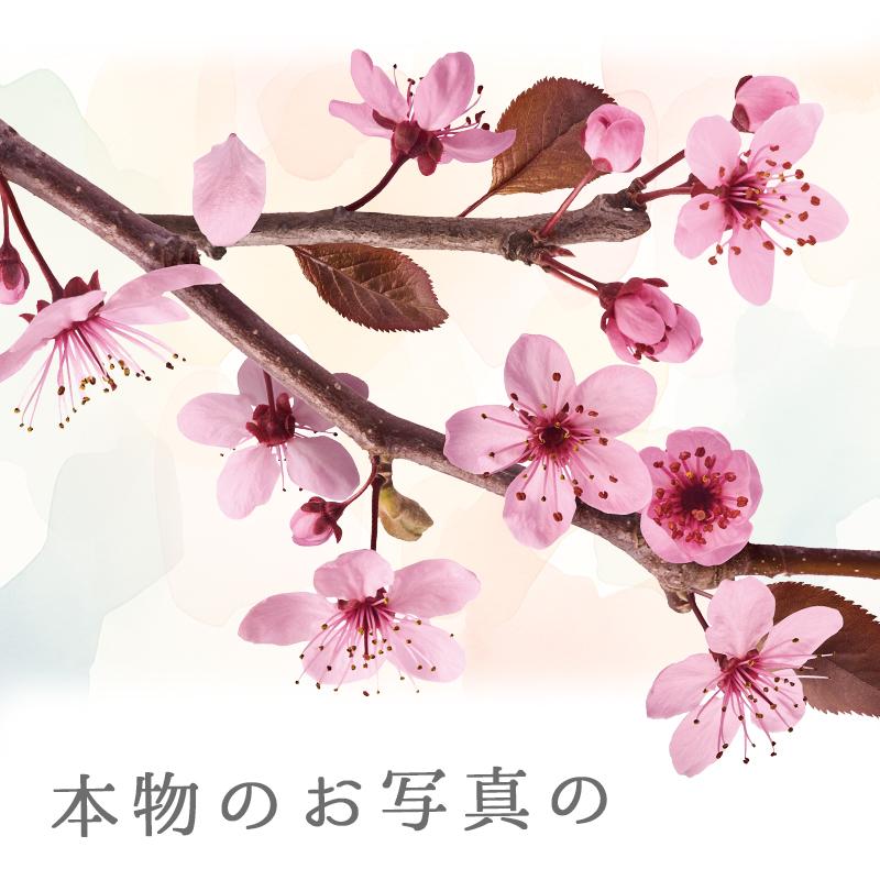 ウォールステッカー 飾り さくら 桜 【トスブロッサム】 はがせる 壁 シール ステッカー 壁紙 飾りつけ 花 背景 実写 ピンク フラワーカーテン 受注印刷 | ウォールステッカーのスクウェア | 01