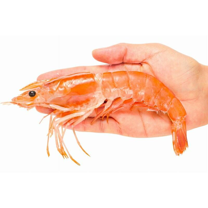 えび出品 Amazon | ニチレイ サラダ えび （ ボイル海老 ） 尾付き （ 51