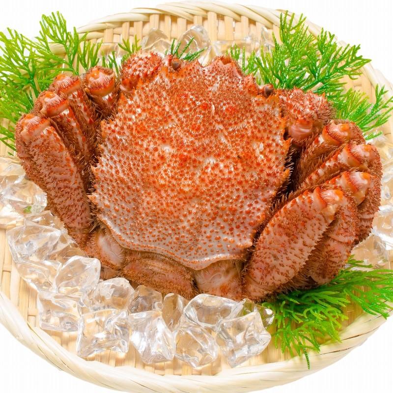 毛がに 毛蟹 浜茹でメガ毛がに姿＆本まぐろ大トロセット (マグロ まぐろ 本鮪 刺身) 単品おせち 海鮮おせち｜maguro-ousama｜11