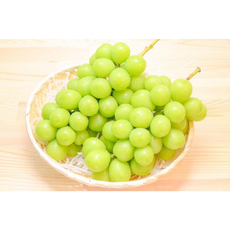 ①5キロ　10房　シャインマスカット　山梨県産 sd6_61e4a7de79a100ab81afea98f6