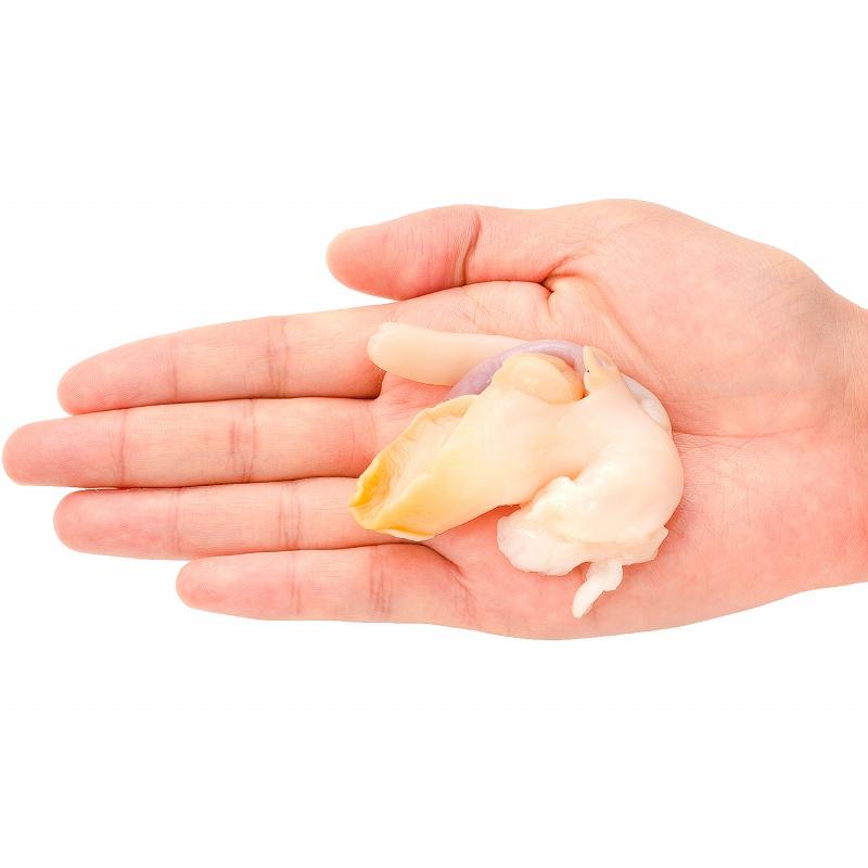 つぶ貝 生食用 ツブ貝 合計1kg 500g×2パック 殻むき生冷凍のお刺身用つぶ貝。たっぷり食べるならかなりお得 つぶ ツブ つぶ貝 バイ貝 豊洲市場｜maguro-ousama｜07