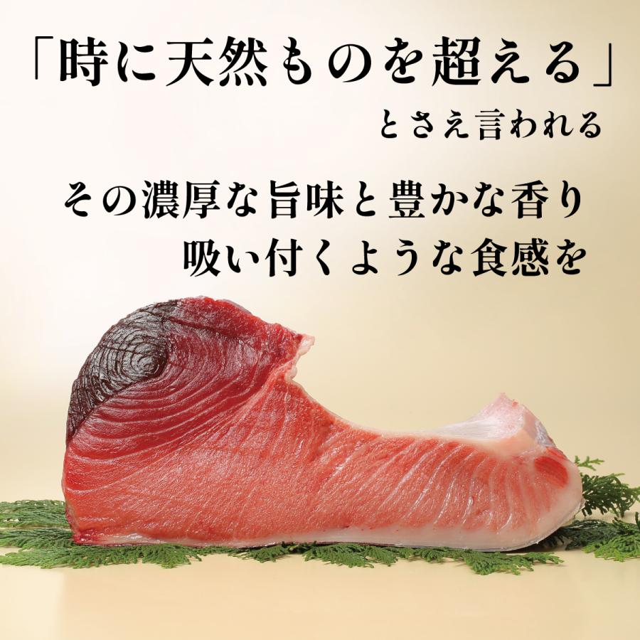生本マグロ（だてまぐろ）赤身・中とろ計400g柵（さく） 鮪 伊達