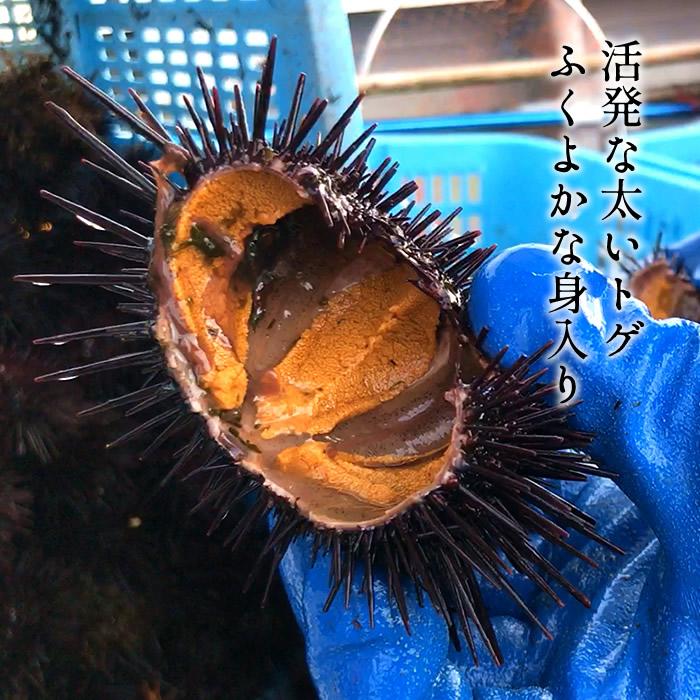 うに 塩水パック 生うに70g［新物］漁師の生ウニ 極み 国産 季節限定
