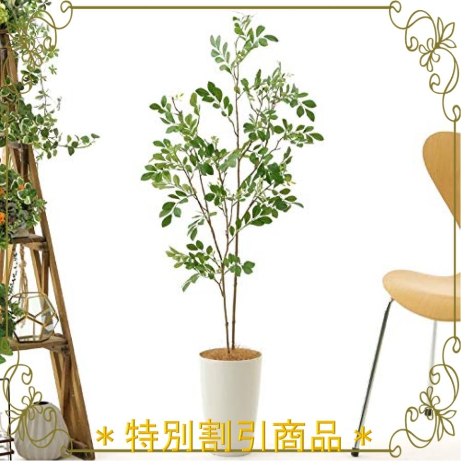 正規品 プレミアム 銀配合光触媒 観葉植物 フェイクグリーン 空気清浄 消臭 脱臭 室内 インテリア おしゃれ リア Wss 56vu2xvyspd1 Mahalo Castle 通販 Yahoo ショッピング 注目の Www Jolimmo Ch