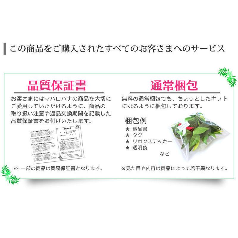 ハワイアン フラダンス 楽器 イプ ヘケ オレ Lサイズ (9インチ) ハワイ