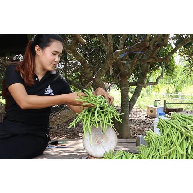 タイ産ササゲの種25粒 ソムタムに入っているアレの種 R3年採取 R4年播種用 最新 タイ料理 エスニック料理に
