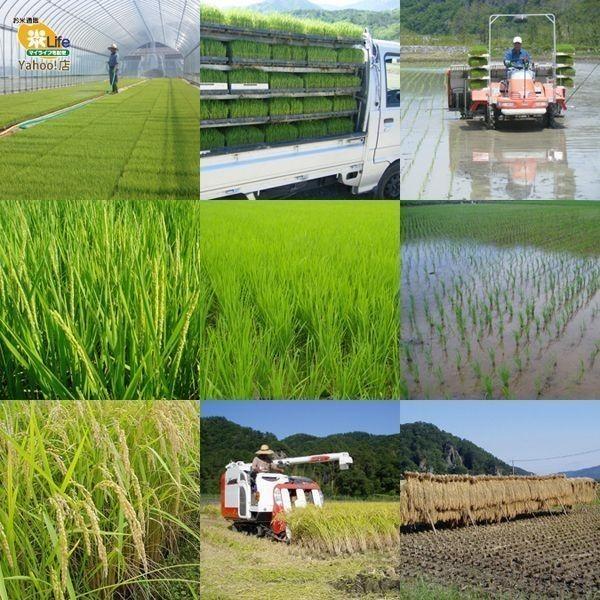 コシヒカリ 山梨県産 梨北信玄米 コシヒカリ 2kg 真空包装で