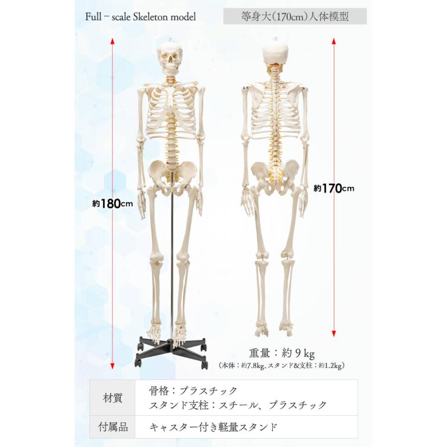 国際規格認証品】等身大 人体模型 170cm 神経根有り 全身骨格 国際規格認証品】等身大 人体模型 170cm 神経根有り 全身骨格