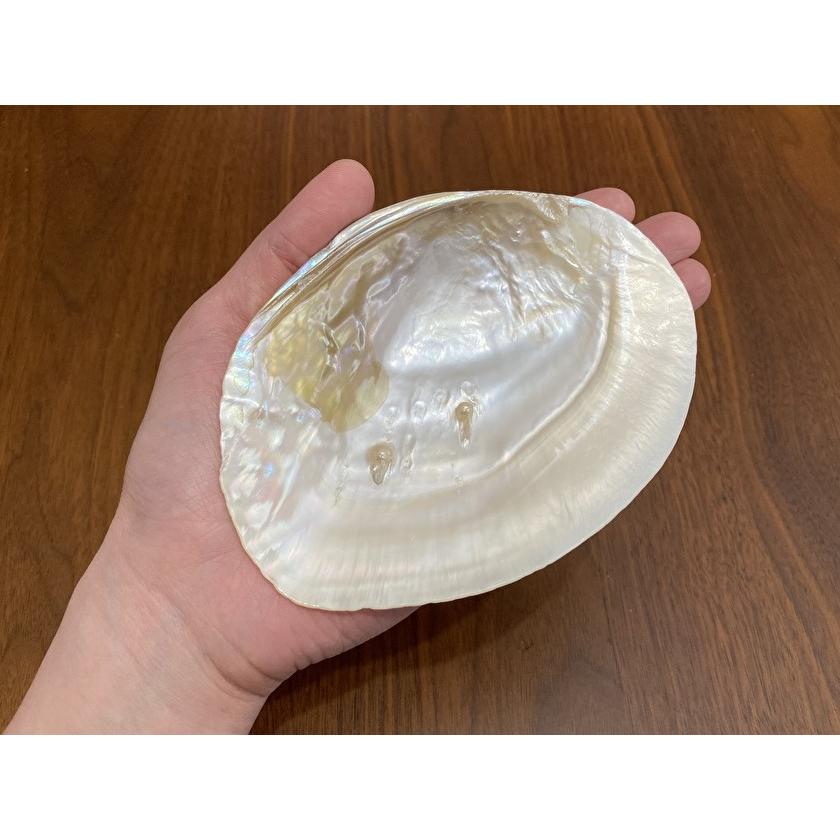 パールシェル 1個売り イケチョウ貝 ホワイトセージ5g パールシェル 1個売り イケチョウ貝 ホワイトセージ5g