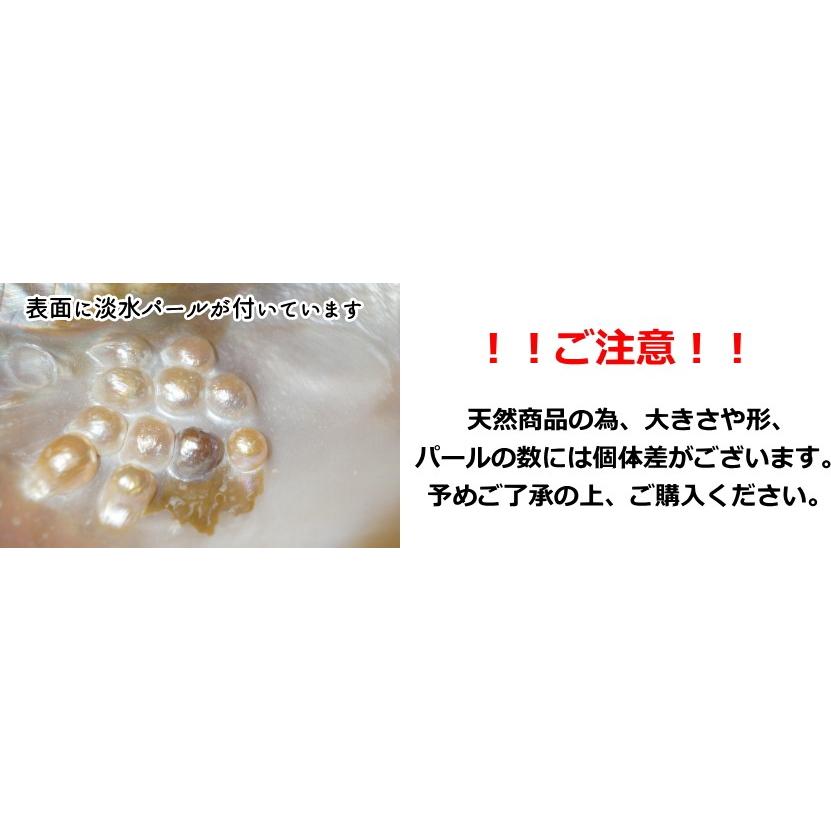 パールシェル 1個売り イケチョウ貝 ホワイトセージ5g パールシェル 1個売り イケチョウ貝 ホワイトセージ5g