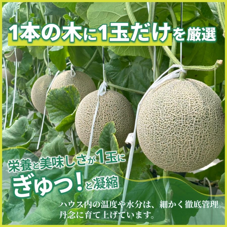 愛知県産訳ありアールスメロン 2Lサイズ(1.5キロ以上)5個入り Amazon.co.