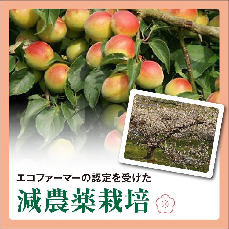 梅干し 紀州南高梅 つぶれ梅 うすしお味 無添加 1kg : 毎日通販Yahoo