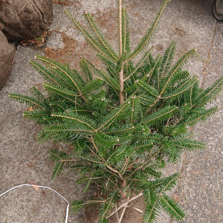 安い購入 クリスマスツリー もみの木 生木 ウラジロモミ 1 2m 全国発送 激安の Starmix Com Sa