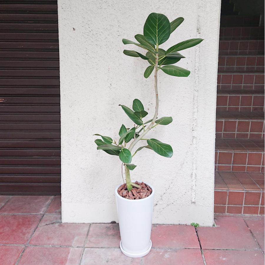 観葉植物 フィカス ベンガレンシス 都内 川崎市 横浜市内 開店 陶器鉢ホワイト 新築祝 自社便 開業 今だけ限定15 Offクーポン発行中 地方発送可能