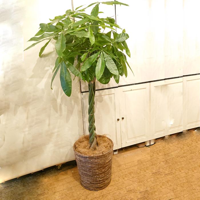 代引不可 観葉植物 パキラ 発財樹 都内 川崎市 横浜市内 自社便 地方発送可能 開店 開業 新築祝 鉢カバー Gr pkr メゾンフルーリーyahoo 店 通販 Yahoo ショッピング 配送員設置送料無料 Www Iccostierovico Edu It