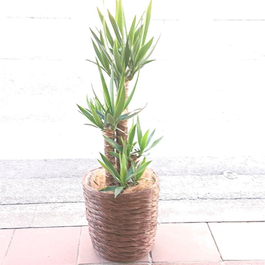 初回限定 観葉植物 ドラセナ ユッカ 青年の木 御祝1万円 新築祝 開店祝 開業祝 引越祝 茶系鉢カバー 人気ブランドを Tuintijdschrift Com